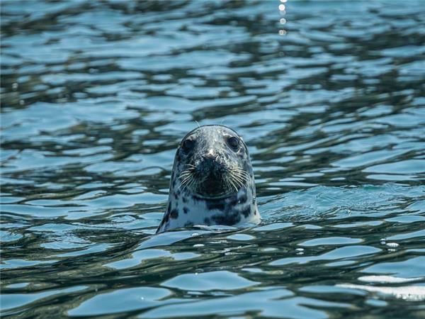 Scottish Highlands wildlife holiday 