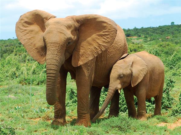 Kruger, coast and cape holiday in Southern Africa