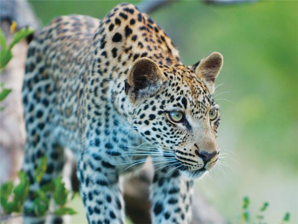 Kruger, coast and cape holiday in Southern Africa