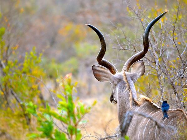 Kruger, coast and cape holiday in Southern Africa