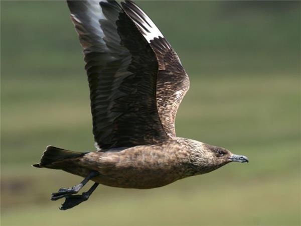 Mull, Staffa and Iona wildlife tour in Scotland