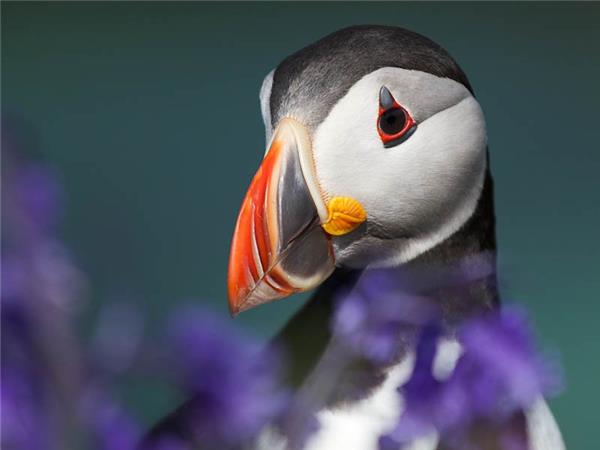 Mull, Staffa and Iona wildlife tour in Scotland