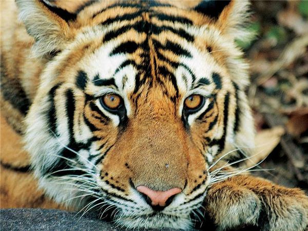 Kerala to Goa with added comfort holiday