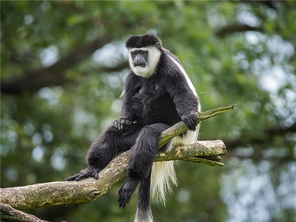 Rwanda & Uganda holiday, with added comfort