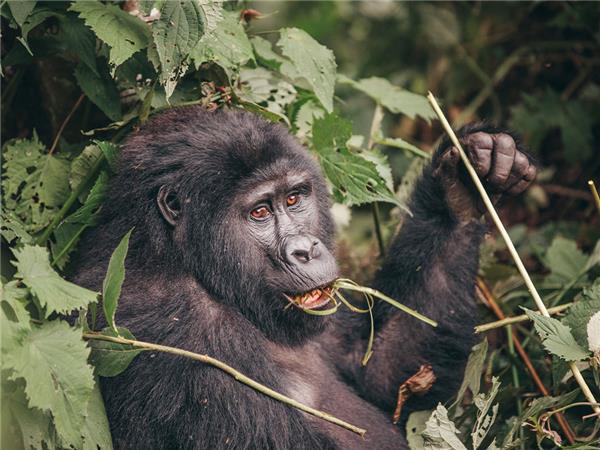 Rwanda & Uganda holiday, with added comfort