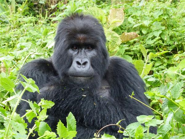 Rwanda & Uganda holiday, with added comfort
