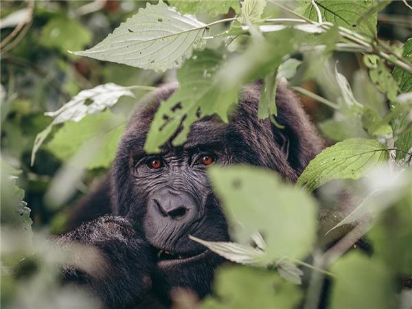 Gorilla safari and game parks, Uganda