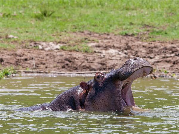 Gorilla safari and game parks, Uganda
