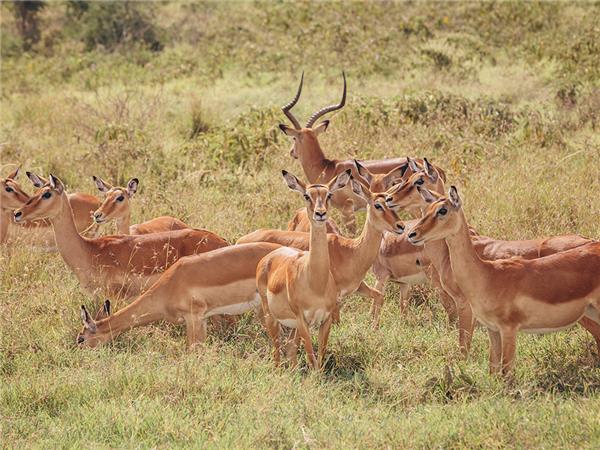 Kenya safari tour
