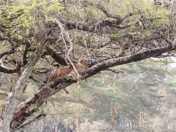 Kenya safari tour