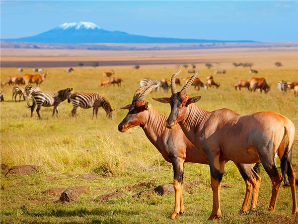 Serengeti Trail, Kenya & Tanzania safari