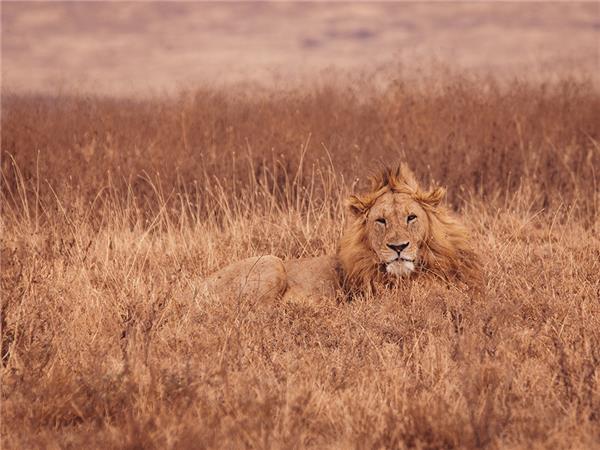 Serengeti Trail, Kenya & Tanzania safari