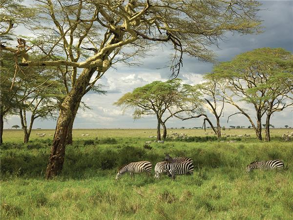 Serengeti Trail, Kenya & Tanzania safari