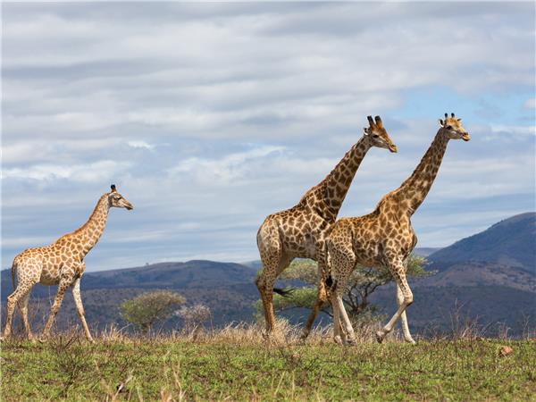 Serengeti Trail, Kenya & Tanzania safari