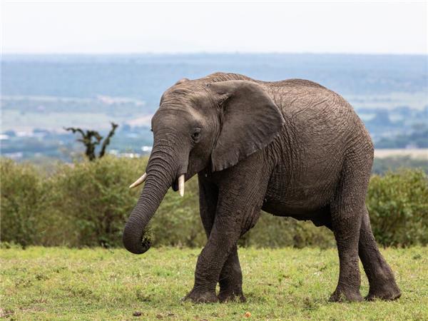 The Masai Heartlands safari