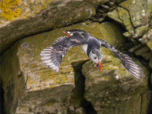 Shetland Isles wildlife holiday
