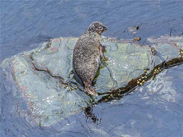 Shetland Isles wildlife holiday