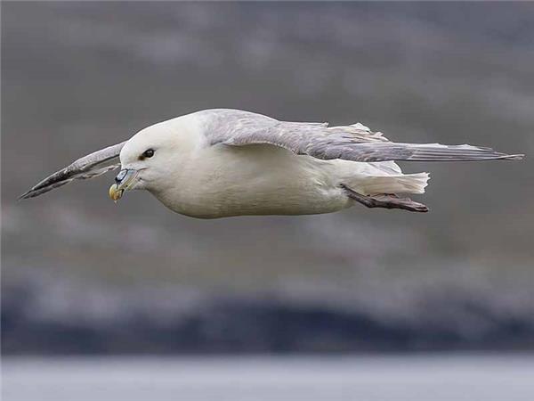Shetland Isles wildlife holiday