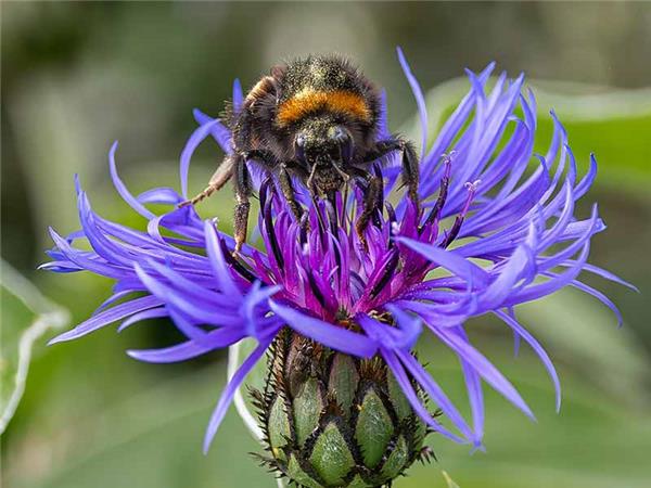 Shetland Isles wildlife holiday