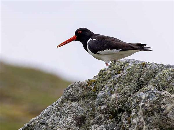 Shetland Isles wildlife holiday