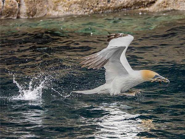 Shetland Isles wildlife holiday