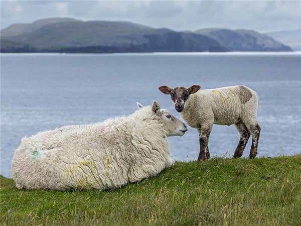 Shetland Isles wildlife holiday