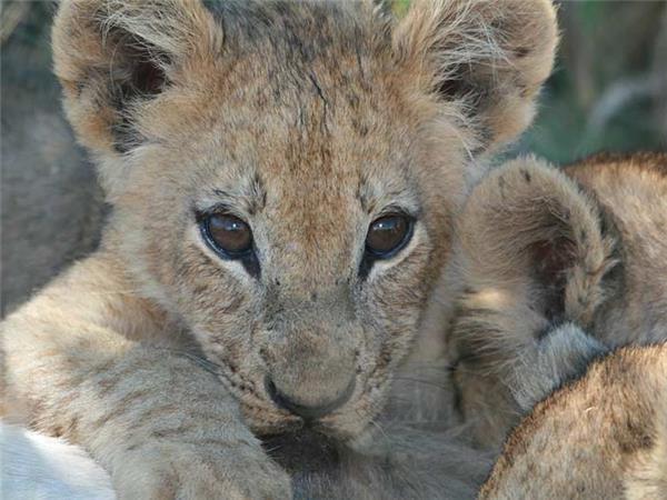 Botswana and Zimbabwe lodge safari