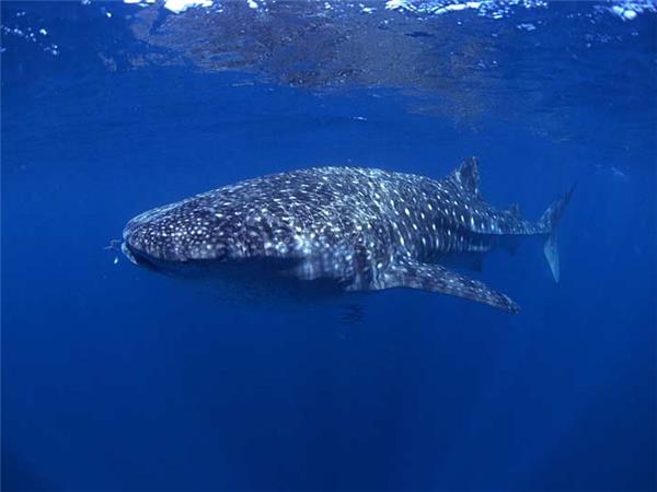 Maldives holidays, wildlife cruise