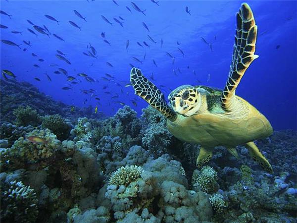 Maldives holidays, wildlife cruise
