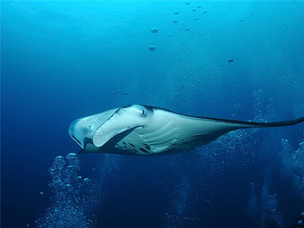 Maldives holidays, wildlife cruise