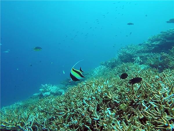 Maldives holidays, wildlife cruise