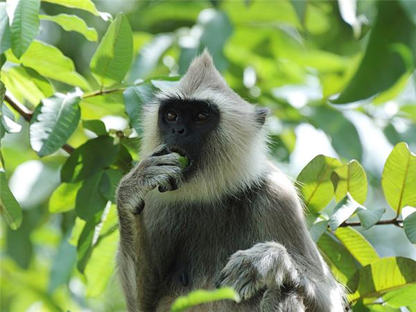 Sri Lankan holiday highlights