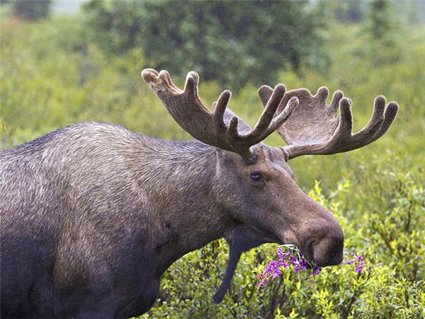 Canadian Rockies and Vancouver Island holiday
