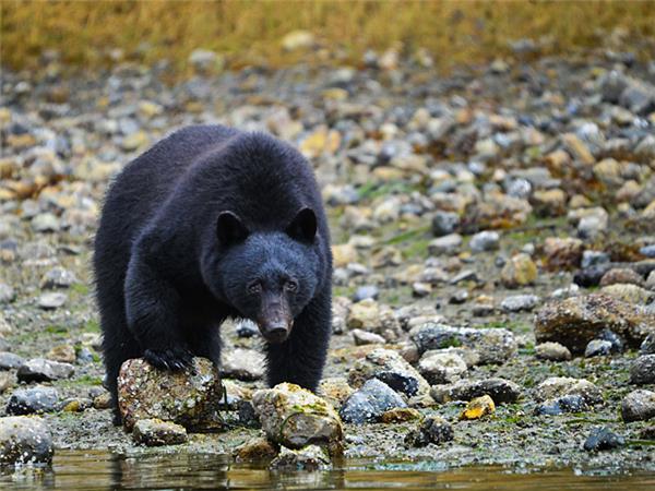 Canadian Rockies and Vancouver Island holiday