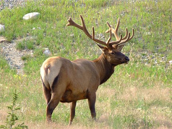 Canadian Rockies and Vancouver Island holiday