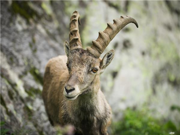 Mont Blanc Circuit classic walking tour, 8 days