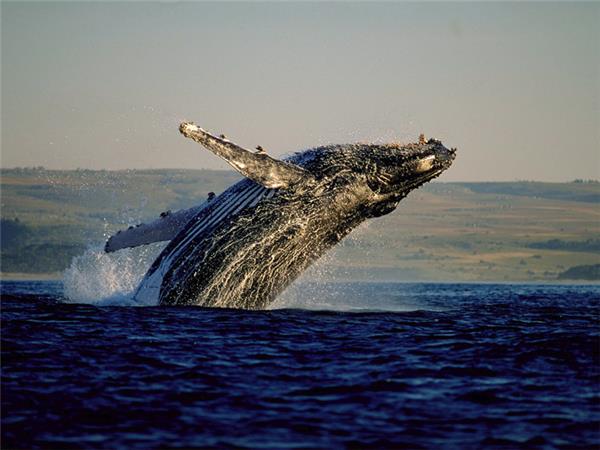 Cape Town and the Garden Route tour