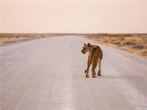 Vic Falls to Cape Town holiday in Southern Africa