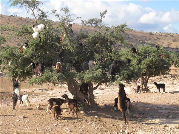 Morocco cycling holiday