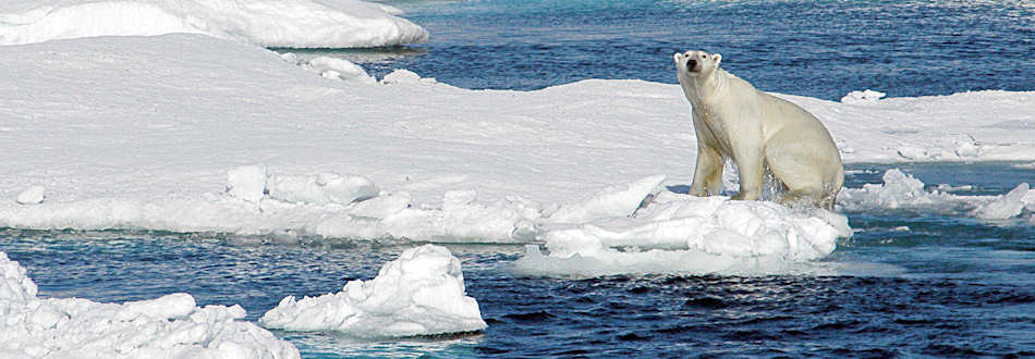 Arctic