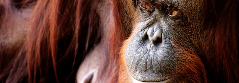 Borneo