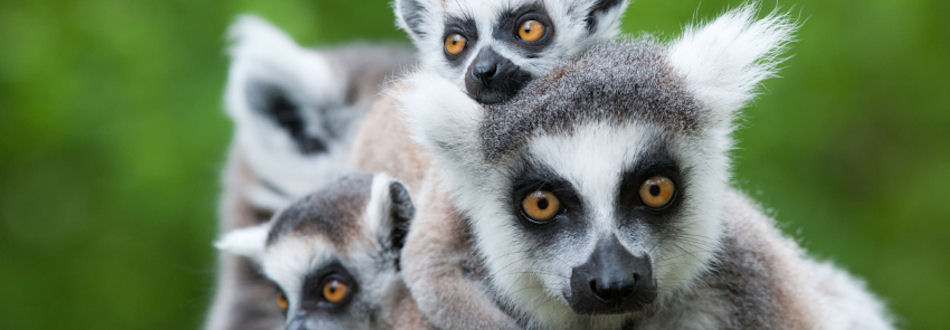 Madagascar