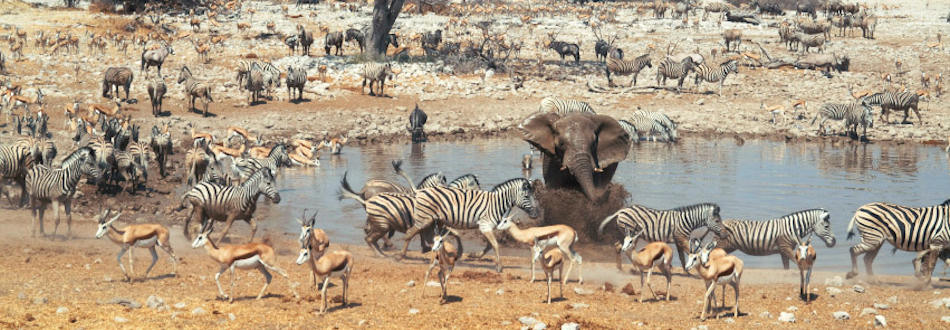 Watering hole in Namibia