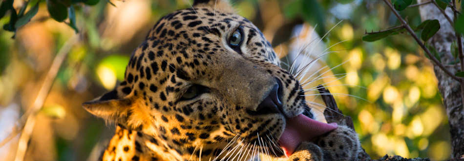 Sri Lanka