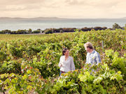 Boston Bay Winery, South Australia. Photo by South Australia Tourist Board
