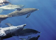 Dolphins, South Australia. Photo by South Australia Tourist Board
