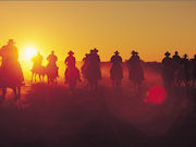 Drovers Horses, South Australia. Photo by South Australia Tourist Board