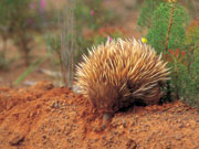 Echidna, South Australia. Photo by South Australia Tourist Board