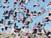 Flock of Galahs, South Australia. Photo by South Australia Tourist Board