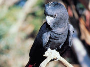 Glossy Black Cockatoo, South Australia. Photo by South Australia Tourist Board